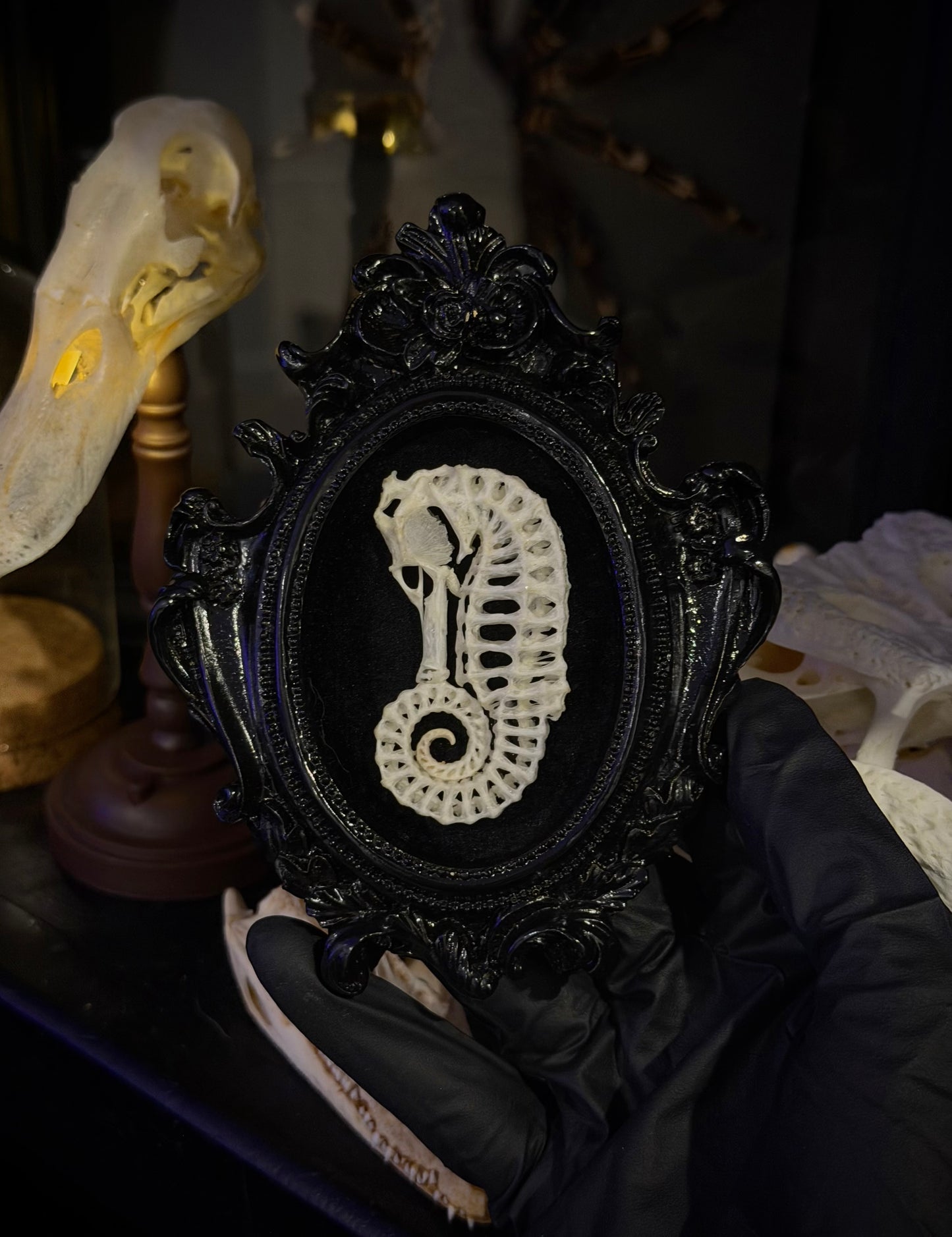 Curled SeaHorse Skeleton