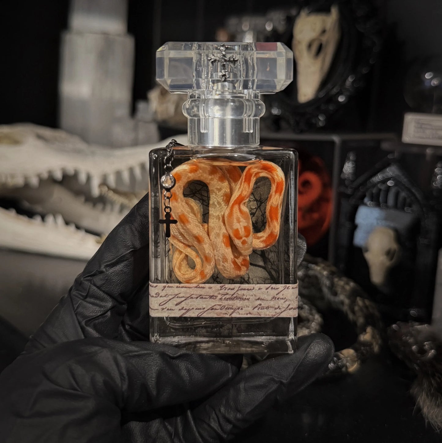 Snake Specimen #19