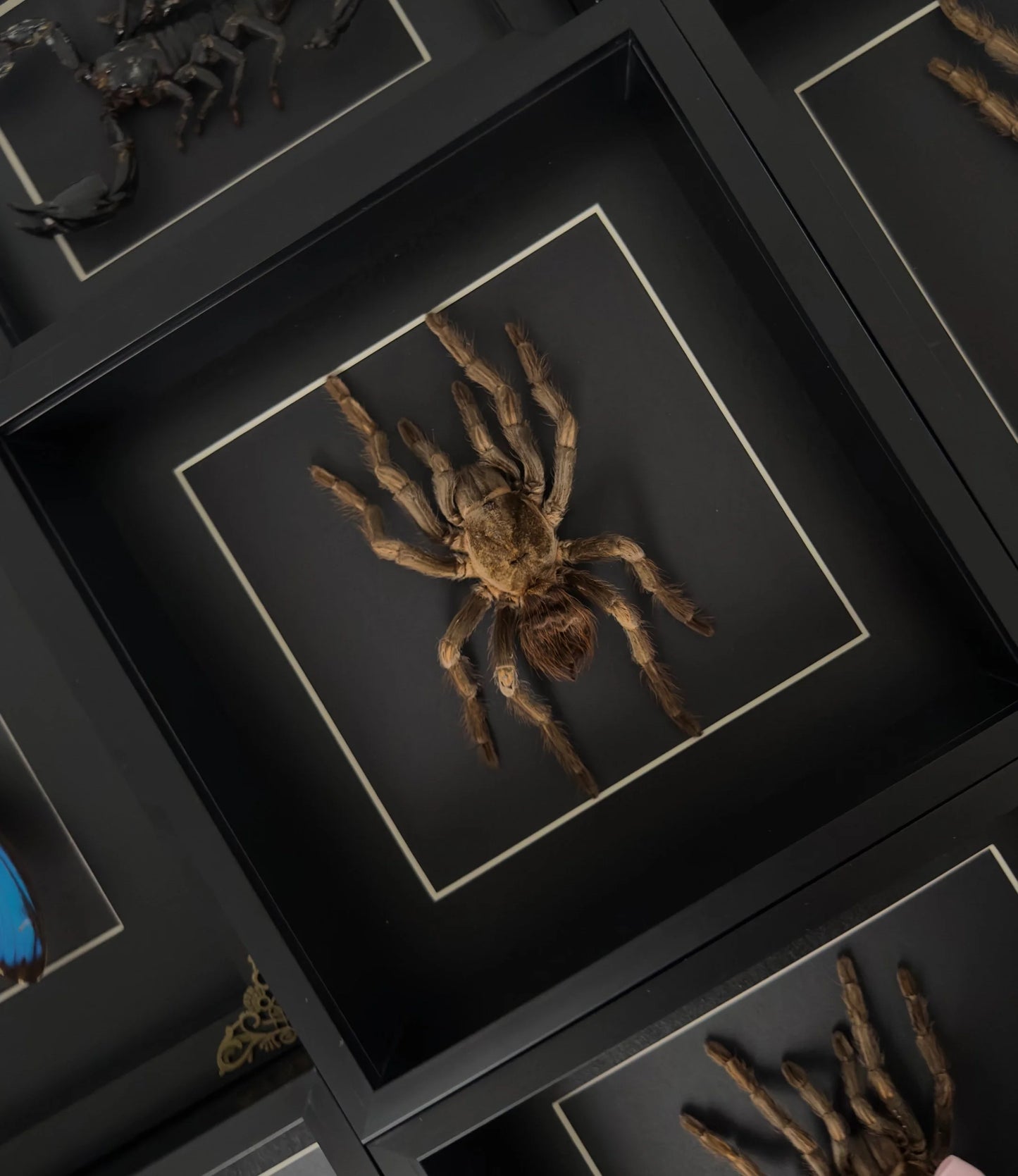 Acanthoscurria Fernia