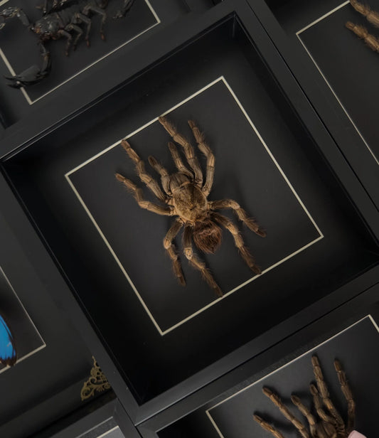 Large Tarantula (Acanthoscurria Fernia)