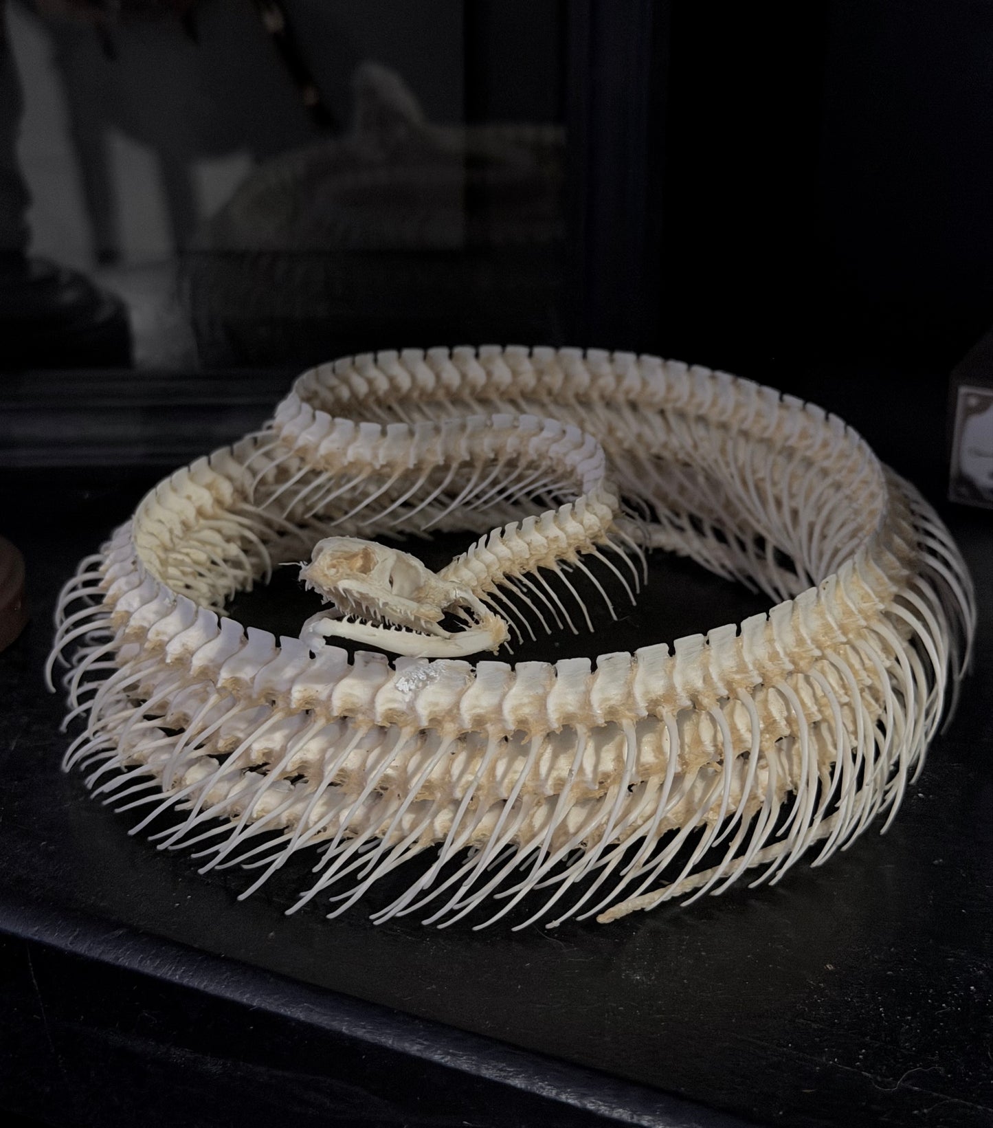 XL Snake Skeleton (as is)