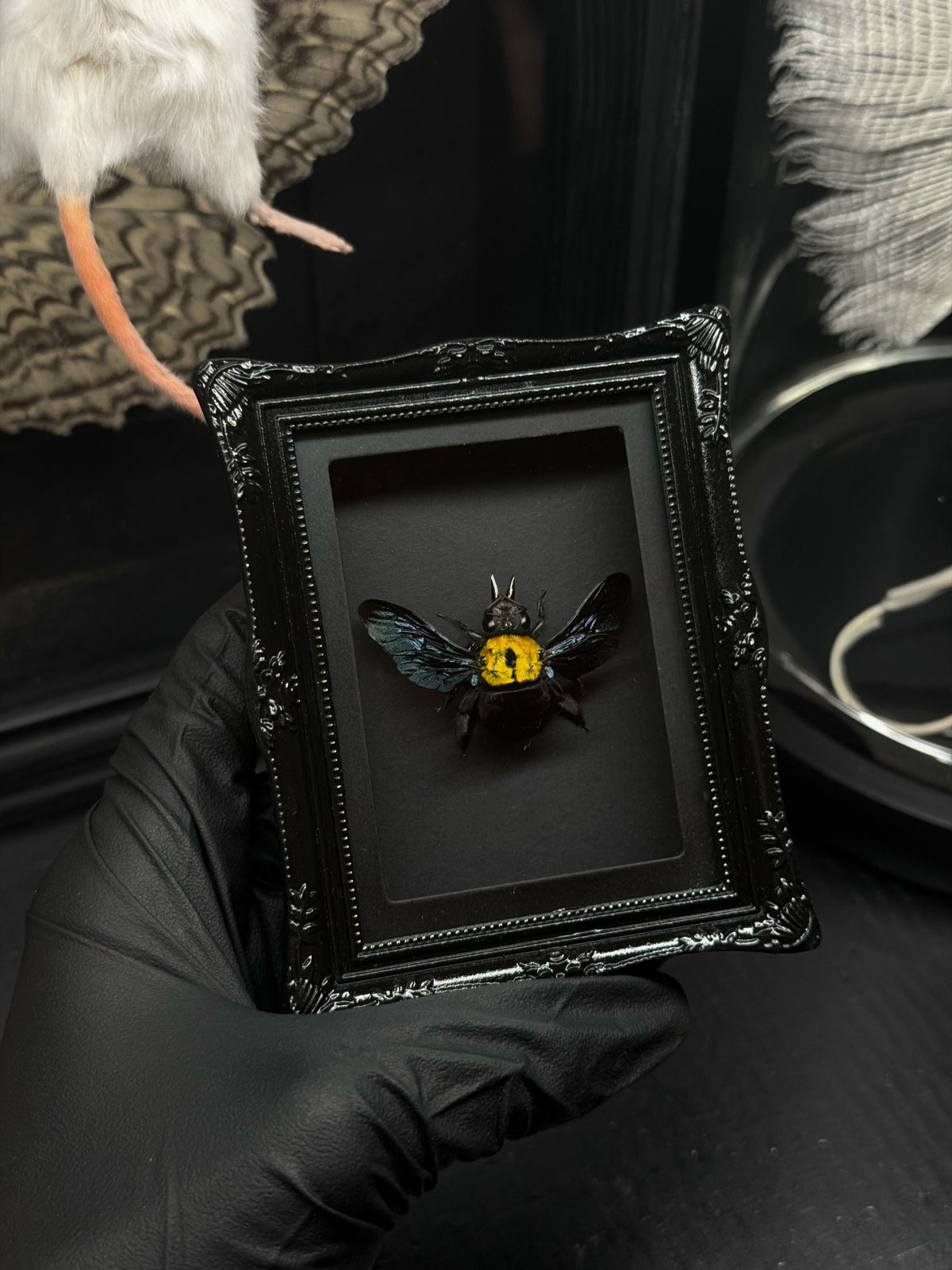 Great Carpenter Bee Mini Vertical