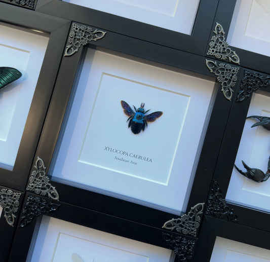 Blue Carpenter Bee