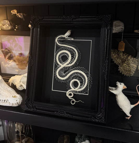 Double Coiled Viper Gothic Frame
