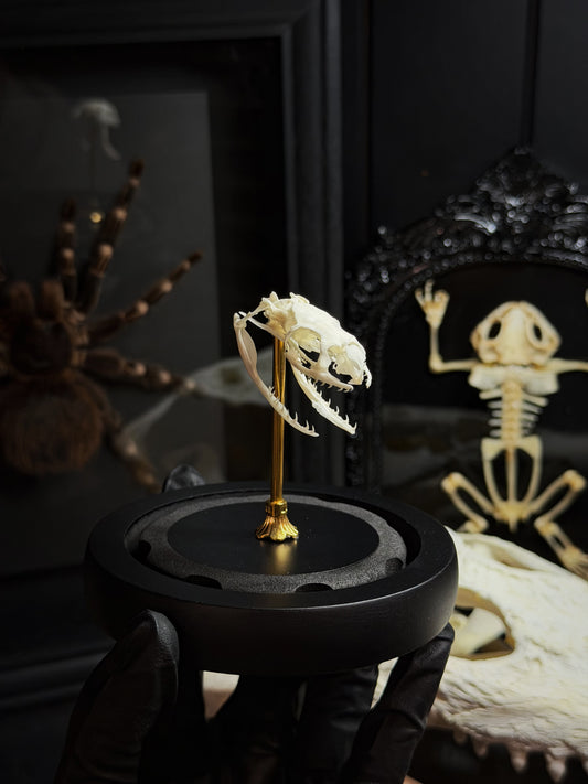 Snake Skull Premium Dome from Lepidora Entomology, showing a detailed snake skull specimen in a clear display dome.