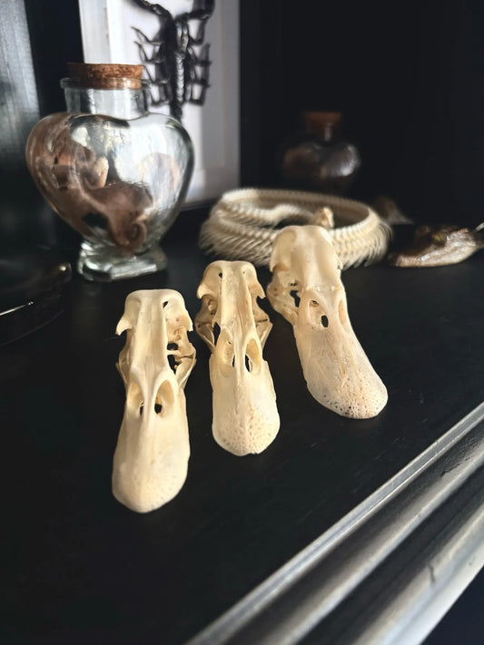 Duck Skull