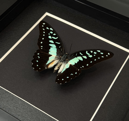 Blue Tiger Butterfly