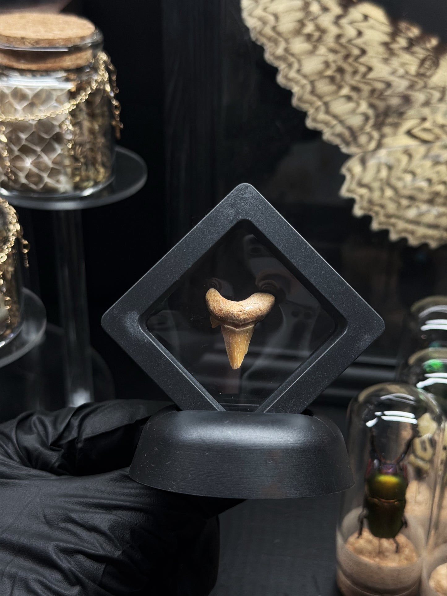 Shark Tooth