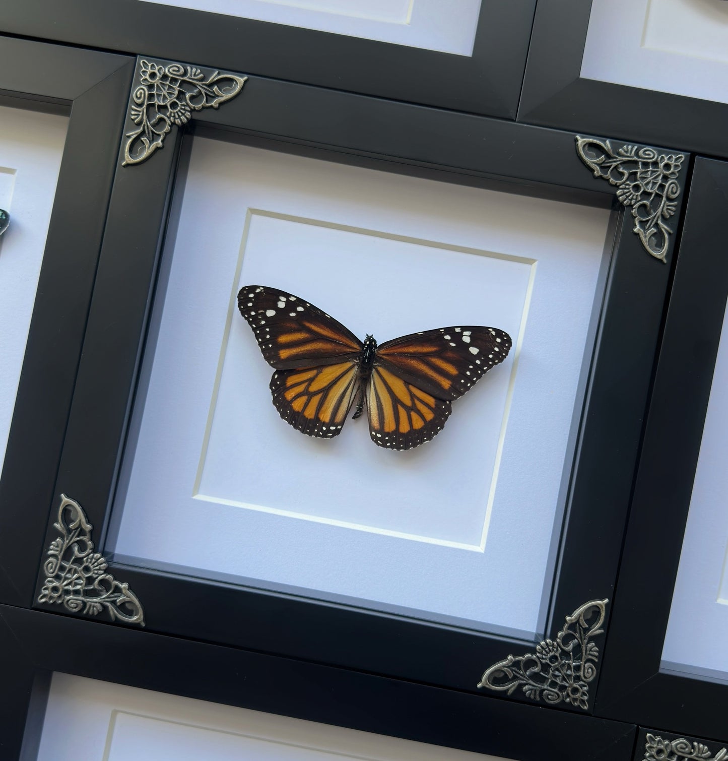 Monarch Butterfly (Danaus plexippus)