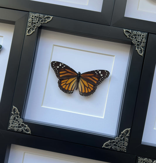 Monarch Butterfly (Danaus plexippus)