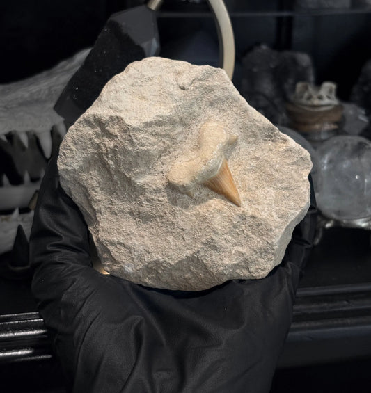 Large Fossilised Shark Tooth