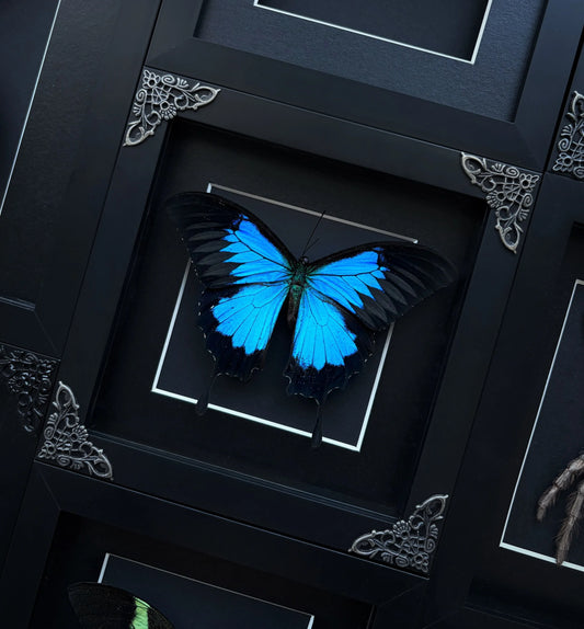Papilio Ulysses (square)