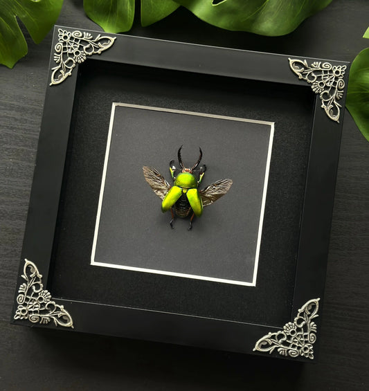 Saw Tooth Beetle