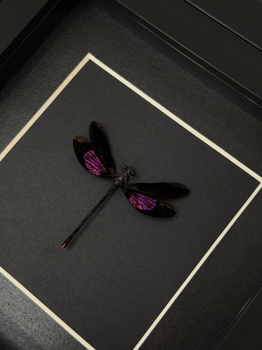 Purple DragonFly