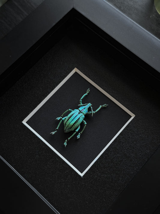 Light Blue Weevil