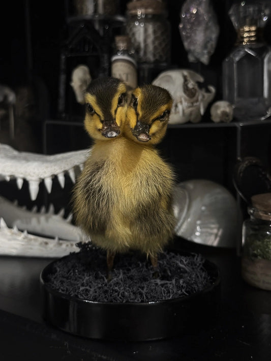 Two-Headed Duckling