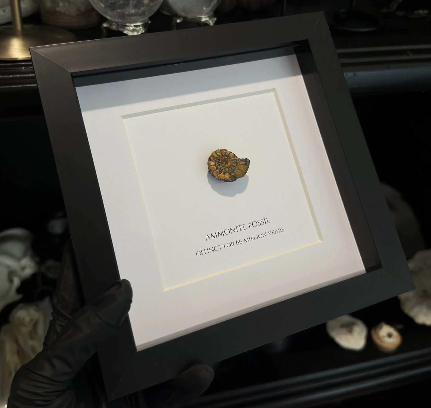 AMMONITE FOSSIL