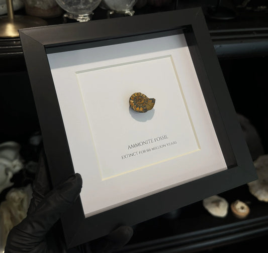 AMMONITE FOSSIL