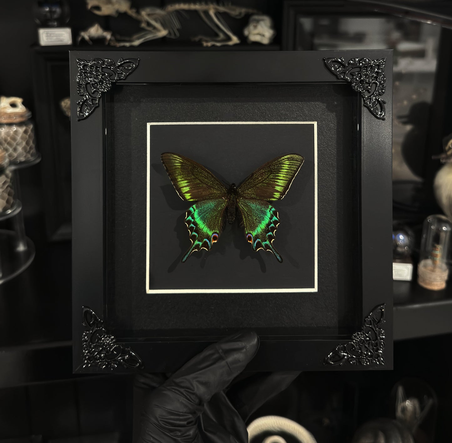 Papilio Macki