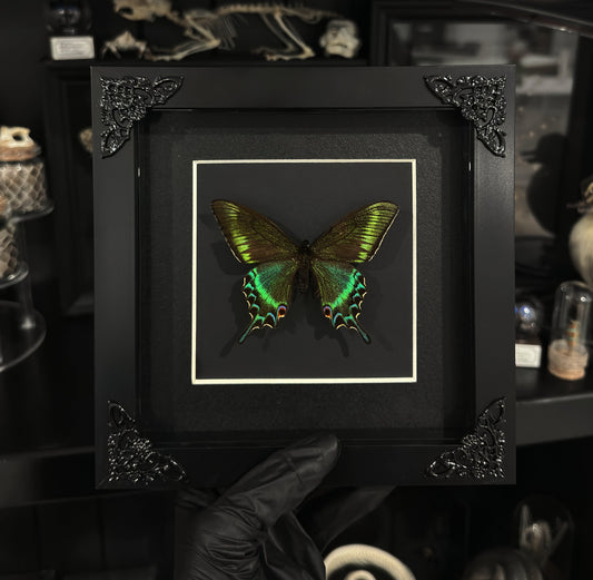 Papilio Macki