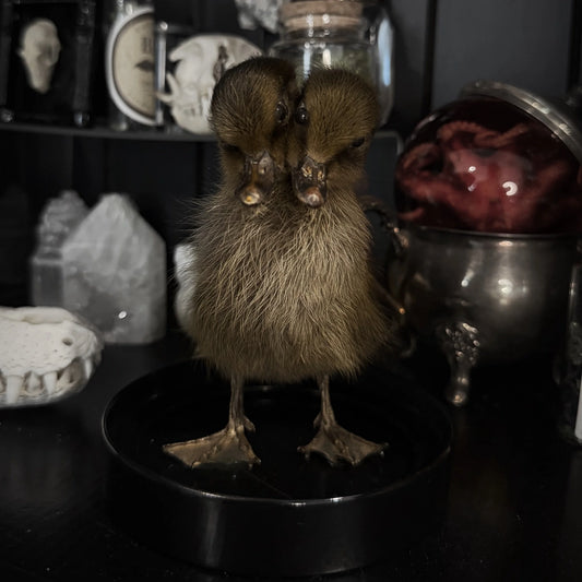 Two-Headed Duckling Dome (Brown)