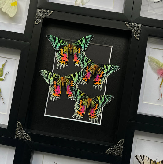 NEW Sunset Moth Cluster