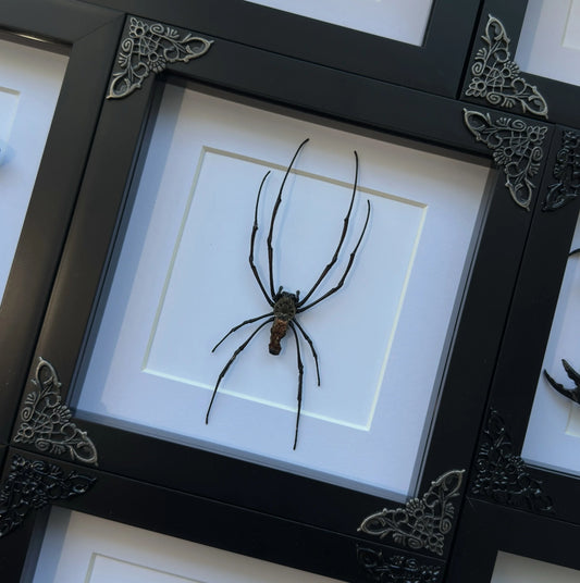 Orb Weaver Spider (Square)