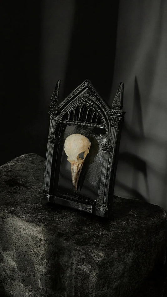 Framed bird skull from Lepidora Entomology displayed in a natural setting, showcasing detailed bone structure and elegant framing.