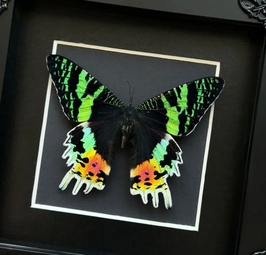 Madagascan Sunset Moth (A1) (Unmounted)