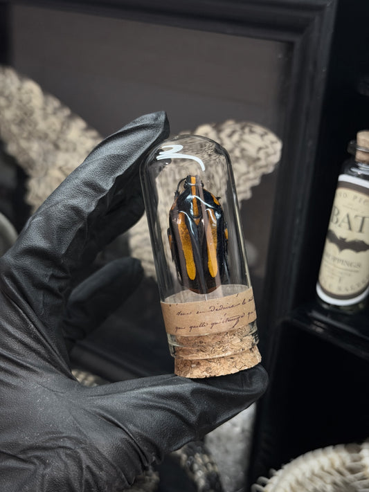 Tiger-Beetle Vial
