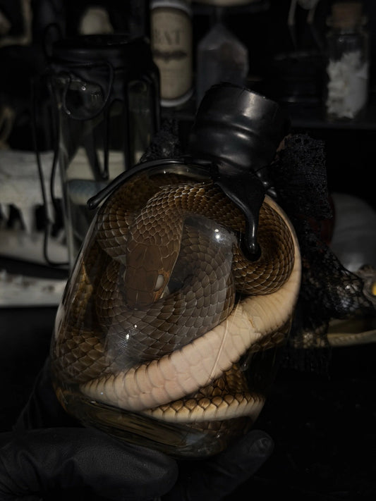XL Brown Wet Snake (Ptyas Korros)