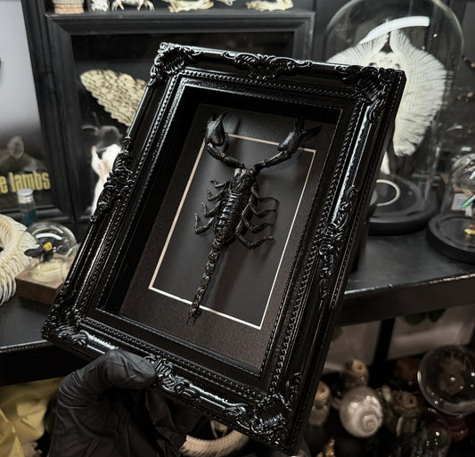 Gothic Scorpion Frame