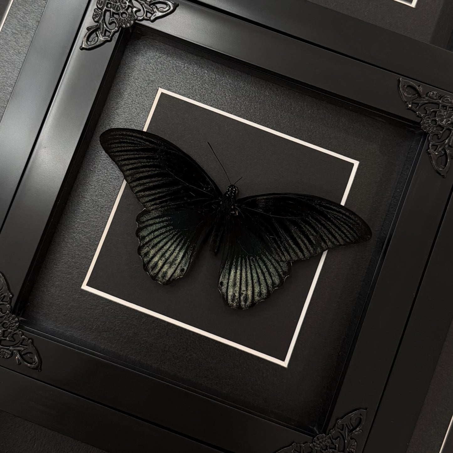 Papilio Memnon