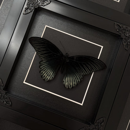 Papilio Memnon