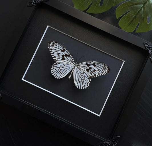 Paper-Kite Butterfly