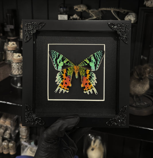 Sunset Moth (Square)