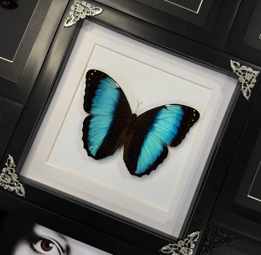 Morpho Deidamia