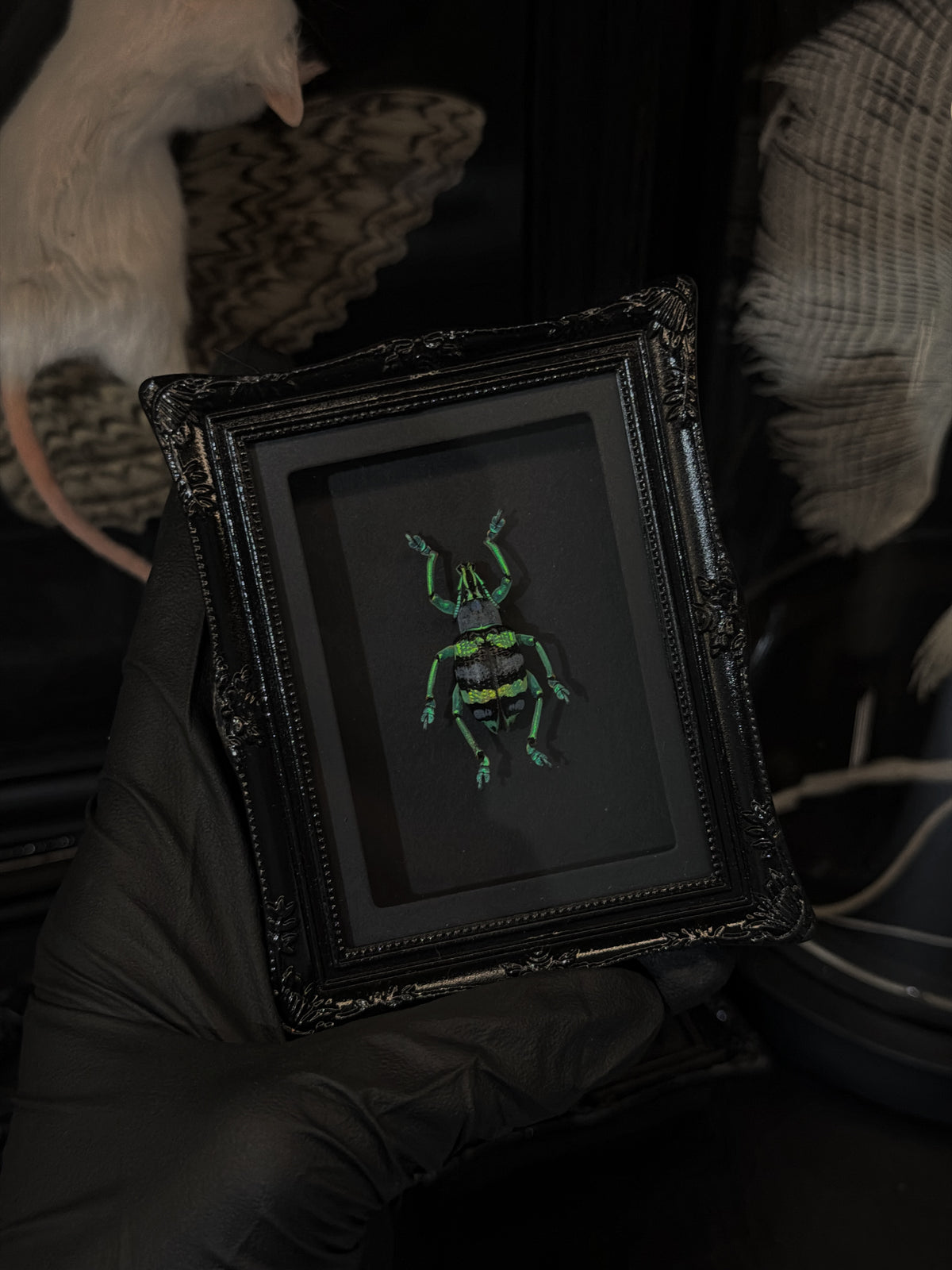 Vibrant Weevil Mini Magnet/Stand