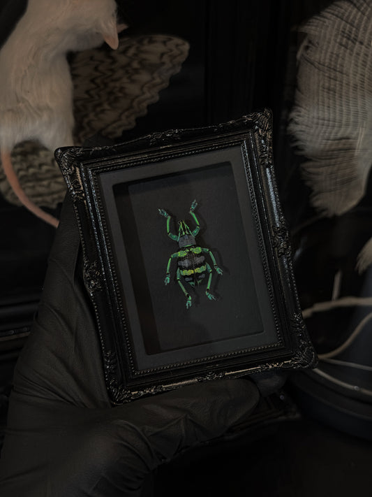 Vibrant Weevil Mini Magnet/Stand