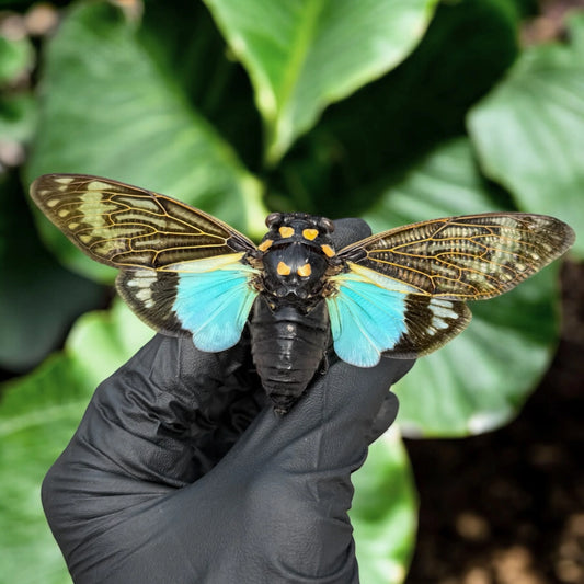 Tosena Splendida Cicada (A1) (unmounted)