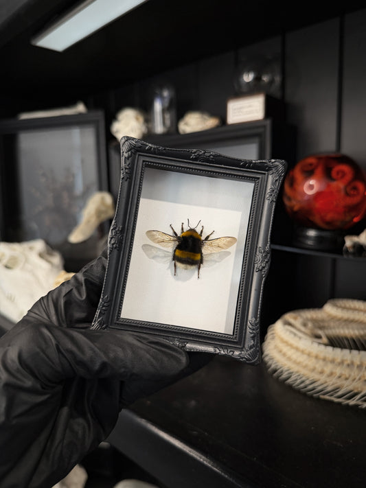 Queen Bumble-Bee Magnet