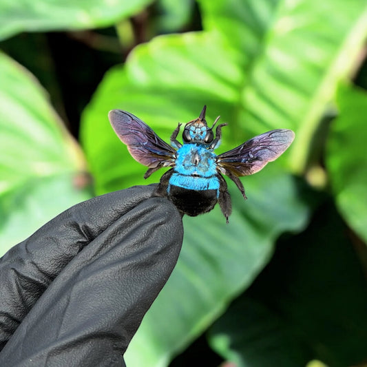 Blue Carpenter Bee