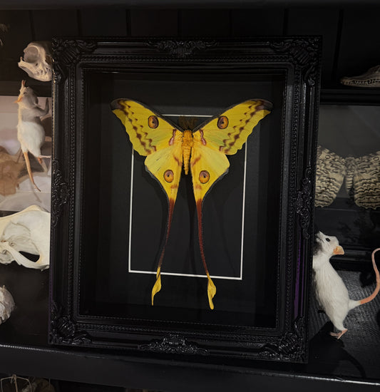 Comet Moth Gothic Frame