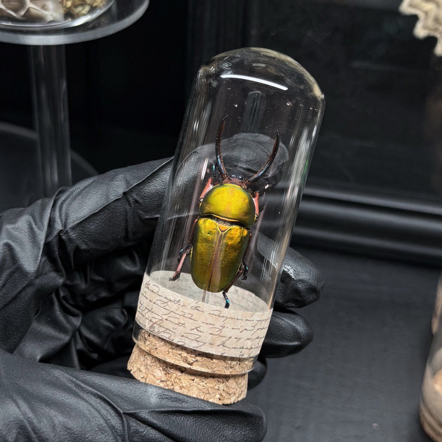 Saw-Tooth Beetle Vial