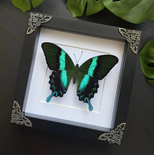 Papilio Blumei