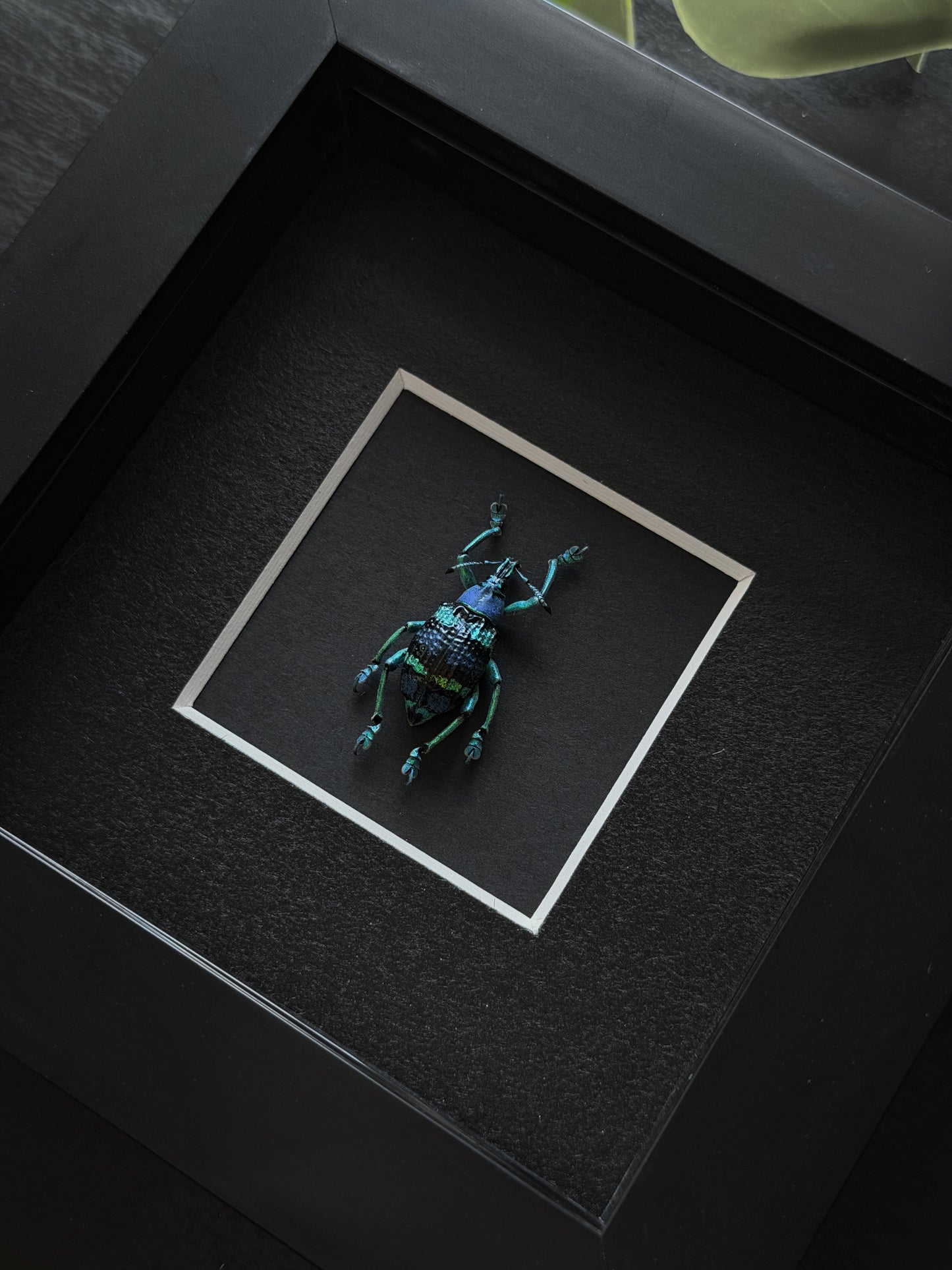 Dark Blue Weevil