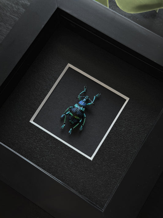 Dark Blue Weevil