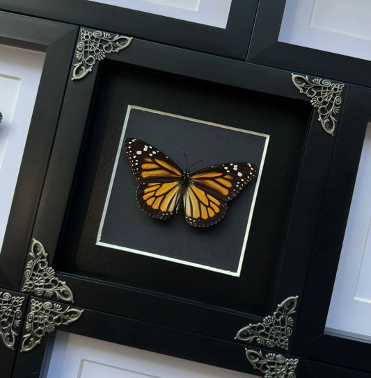 Monarch Butterfly (Danaus plexippus)