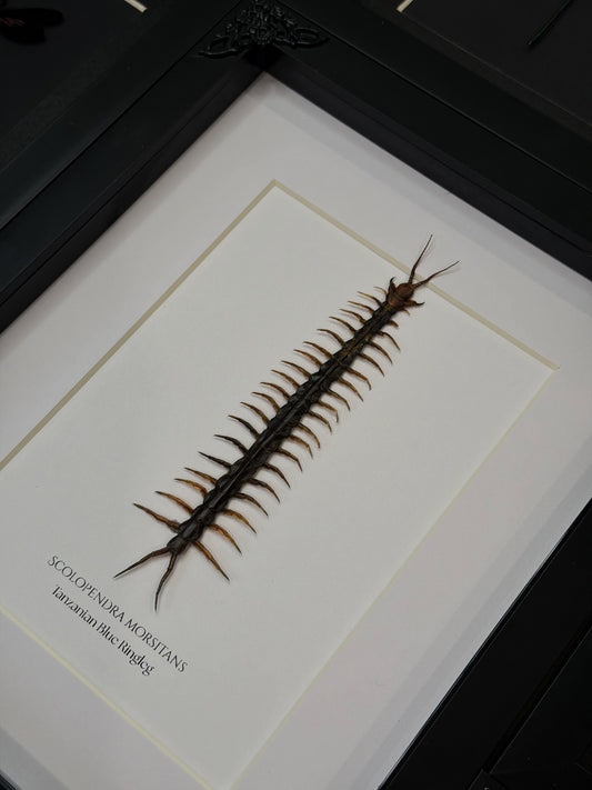 Blue Ringleg Centipede