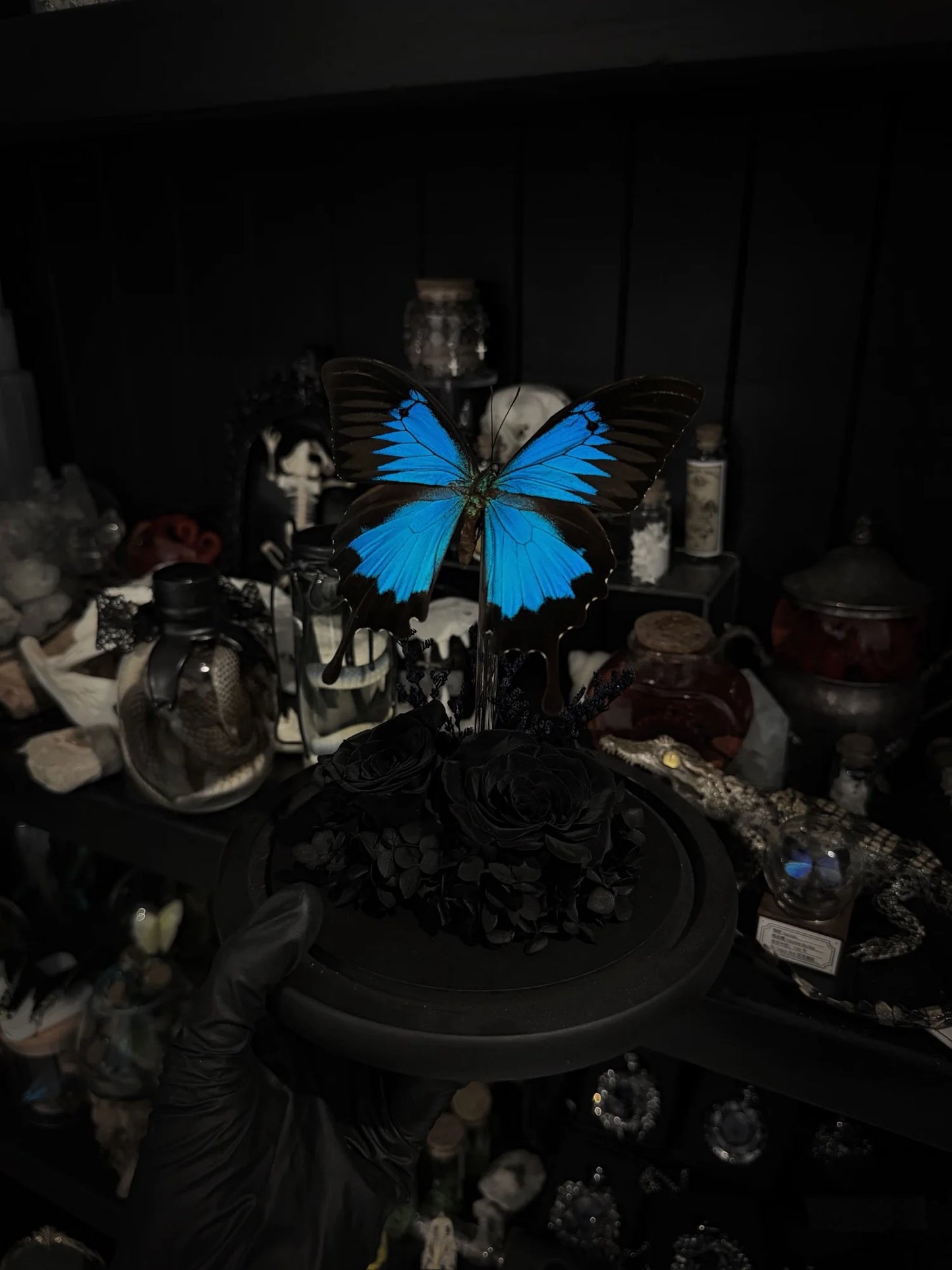 Papilio Ulysses Dome